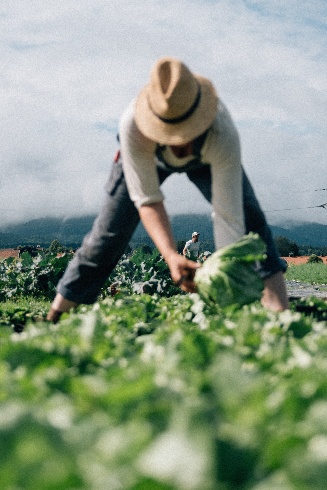 Hannah harvesting